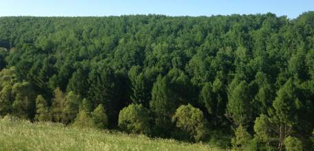 Во избежание возникновения пожаров в лесу ГУ МЧС России по Липецкой области напоминает жителям о необходимости строго соблюдать правила пожарной безопасности