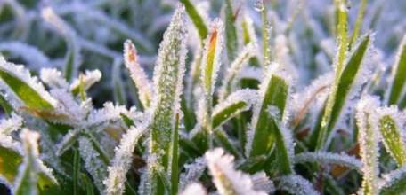 Ночью 4 июня ожидаются заморозки до 2 градусов мороза