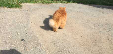 Губернатор Липецкой области Олег Королёв не вошёл в тройку рейтинга губернаторов за май 2017 года