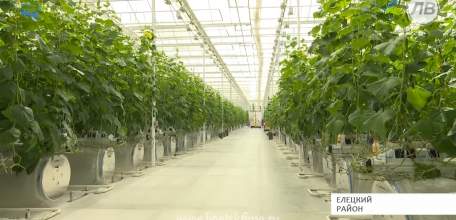 Новый тепличный комплекс в Елецком районе оснащён технологиями последнего поколения