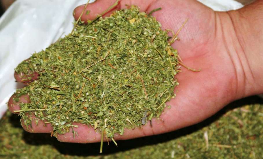 В Елецком районе полицейскими изъято более 300 грамм марихуаны