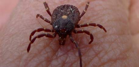 Роспотребнадзор: О ситуации по клещевым инфекциям в Липецкой области