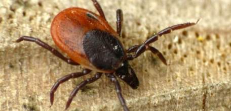 О ситуации по клещевым инфекциям в Липецкой области