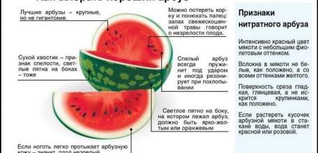 Как выбрать арбуз или дыню без вреда для здоровья?