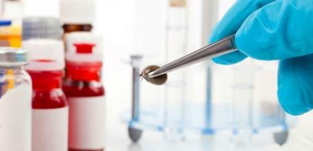 О ситуации по клещевым инфекциям в Липецкой области