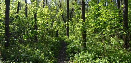 В области введено временное ограничение посещения лесов