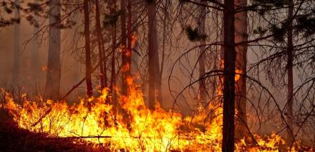 Нарушение правил пожарной безопасности в лесах влечет серьезные штрафные санкции