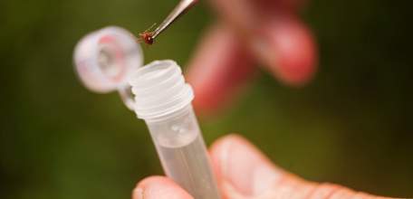 О ситуации по клещевым инфекциям в Липецкой области на 24.08.2017