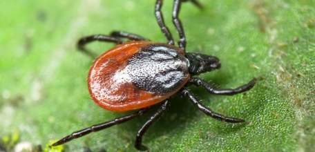 О ситуации по клещевым инфекциям в Липецкой области на 31.08.2017