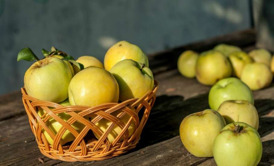Фестиваль «Антоновские яблоки» ждет гостей в Ельце в конце сентября