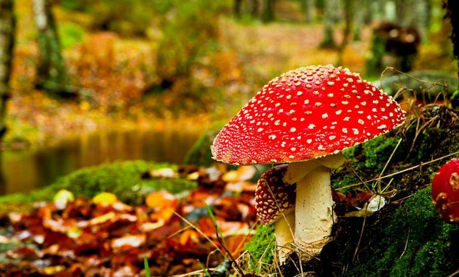 Внимание! Отравление грибами! Уже 28 человек в Липецкой области!