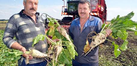 Липецкие аграрии собрали первый миллион тонн сахарной свеклы