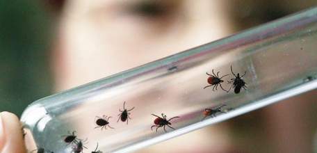 О ситуации по клещевым инфекциям в Липецкой области на 21 сентября 2017 г.