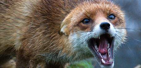 Осторожно! Бешенство!
