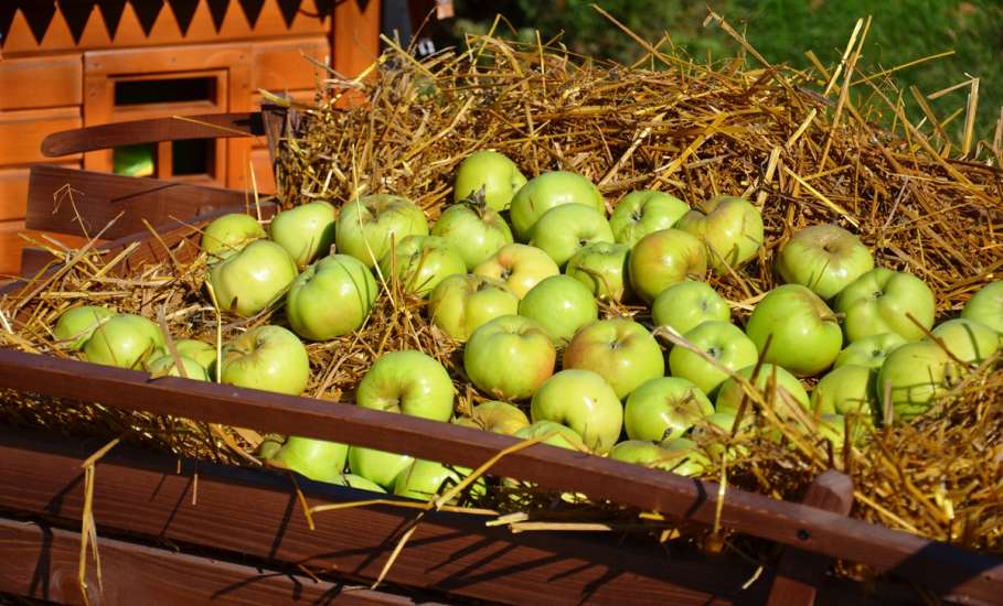Фото с фестиваля "Антоновские яблоки" в Ельце