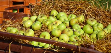 Фото с фестиваля "Антоновские яблоки" в Ельце