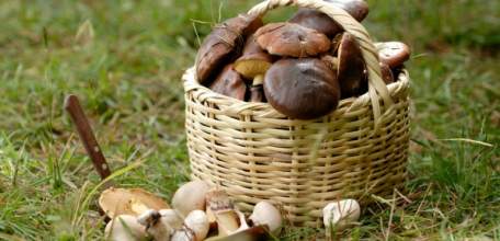 О случаях отравления грибами в Липецкой области по состоянию на 25 сентября 2017 года