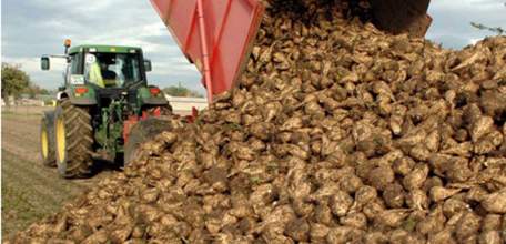 В Липецкой области собрано более 2 млн. тонн сахарной свеклы