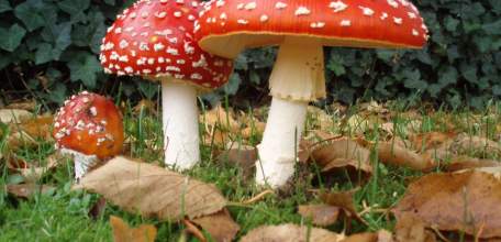 О случаях отравления грибами в Липецкой области на 5 октября 2017 года
