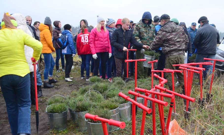 Жители Липецкой области в ходе акции «Живи, лес» посадили более 45 тыс. молодых деревьев