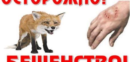 Внимание! Обострилась ситуация по бешенству