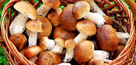 Внимание! Отравления грибами!