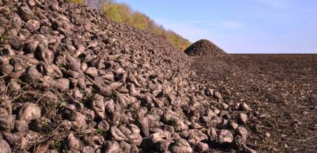 Свыше 4,5 млн. тонн сахарной свеклы собрано в Липецкой области