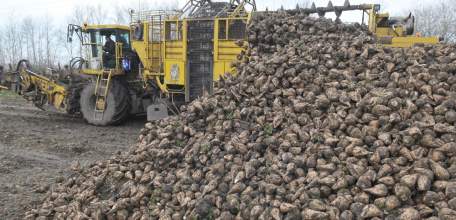 Пять миллионов тонн сахарной свеклы собрали аграрии Липецкой области