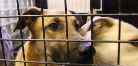 В Елеце проводятся мероприятия по отлову безнадзорных животных