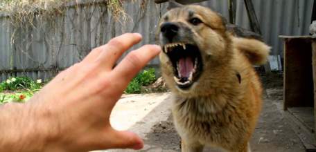 Об эпизоотологической и эпидемиологической ситуациях по бешенству в Липецкой области на 14 декабря 2017 г.