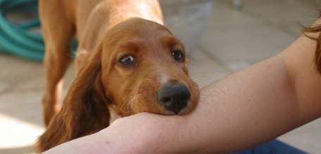 Компенсация морального вреда в случае причинения вреда здоровью при нападении собаки на человека