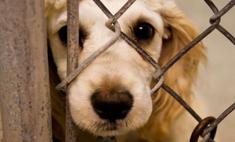 Усилена уголовная ответственность за жестокое обращение с животными