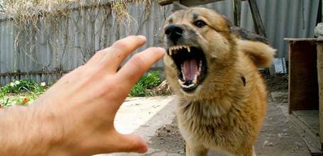 О мерах профилактики бешенства в Липецкой области