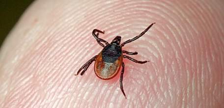 О ситуации по клещевым инфекциям в Липецкой области на 23 апреля 2018 г.