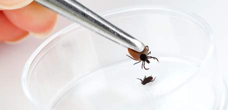 С 1 по 15 мая в Управлении Роспотребнадзора по Липецкой области будет открыта «горячая линия» по профилактике инфекций, передающихся клещами