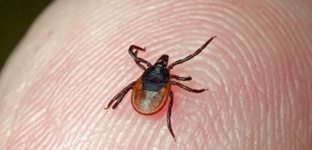 О ситуации по клещевым инфекциям в Липецкой области на 10 мая 2018 г.