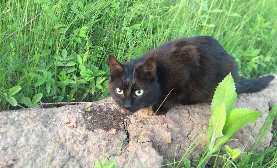 Срочно! Найдена чёрная кошечка в заповеднике Галичья Гора!