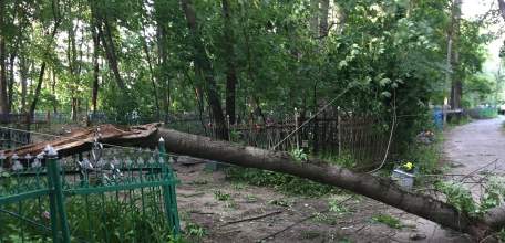 В Ельце на старом кладбище дерево упало, перекрыв дорогу!
