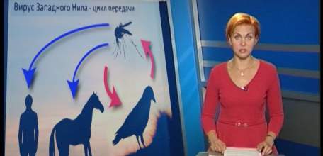 В регионе зарегистрированы очаги лихорадки Западного Нила