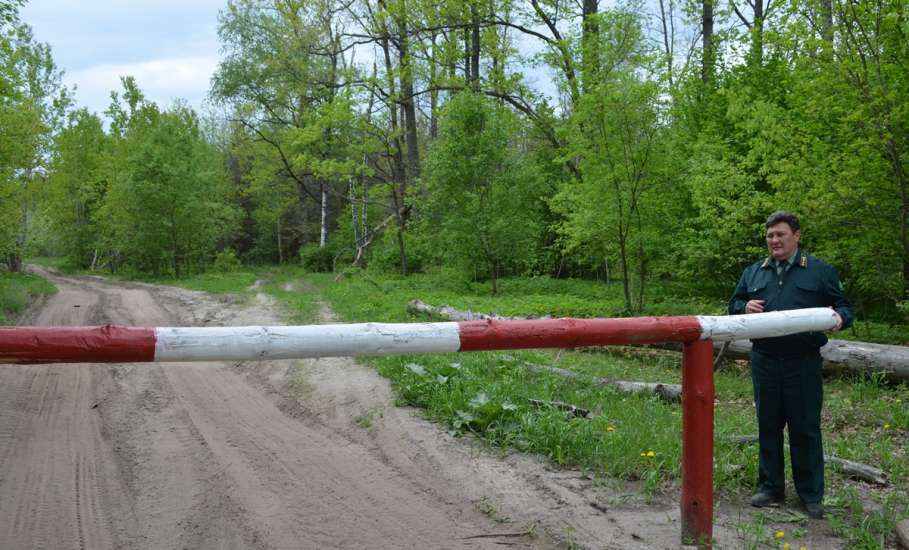 В Липецкой области введено ограничение на посещение лесов