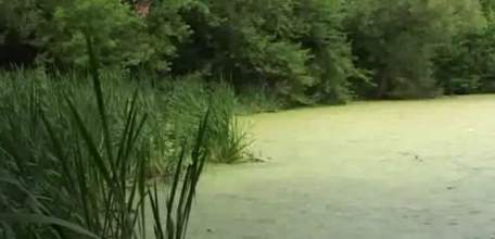 Старый пруд в микрорайоне Александровский превращается в зловонное болото