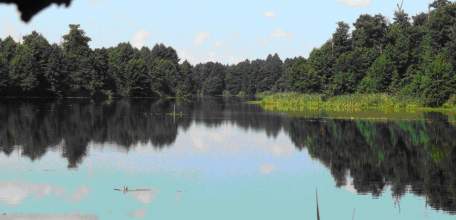 В Липецкой области нарушители природоохранного законодательства в первом полугодии оштрафованы на общую сумму свыше 1,7 млн. рублей