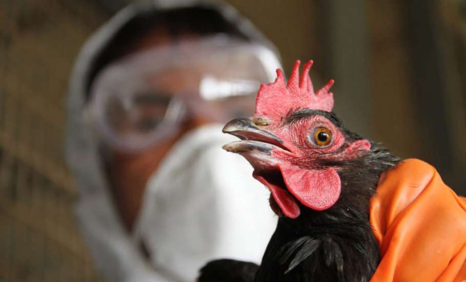 Птичий грипп распространяется по России