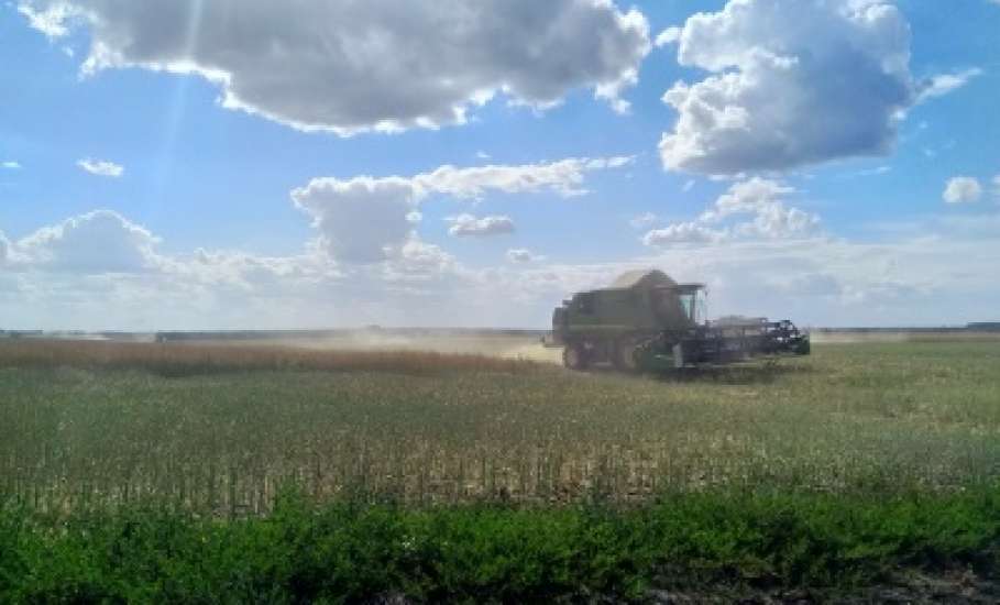 70 % площадей зерновых культур убрано в Елецком районе