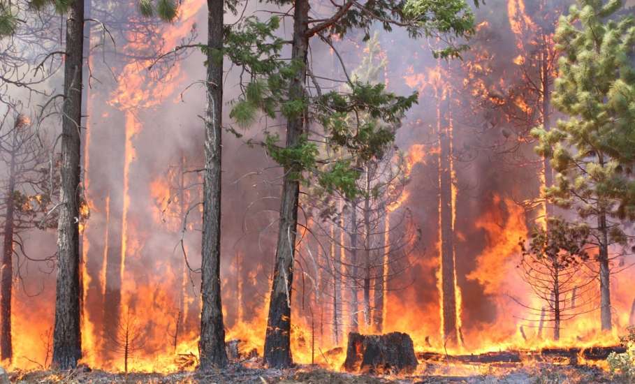 Управление лесного хозяйства просит жителей и гостей Липецкой области области воздержаться от посещения лесов в ближайшие выходные