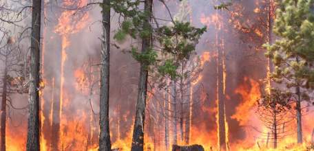 Управление лесного хозяйства просит жителей и гостей Липецкой области области воздержаться от посещения лесов в ближайшие выходные