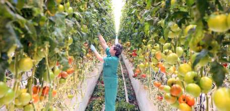 Липецкая область входит в первую тройку российских производителей овощей закрытого грунта